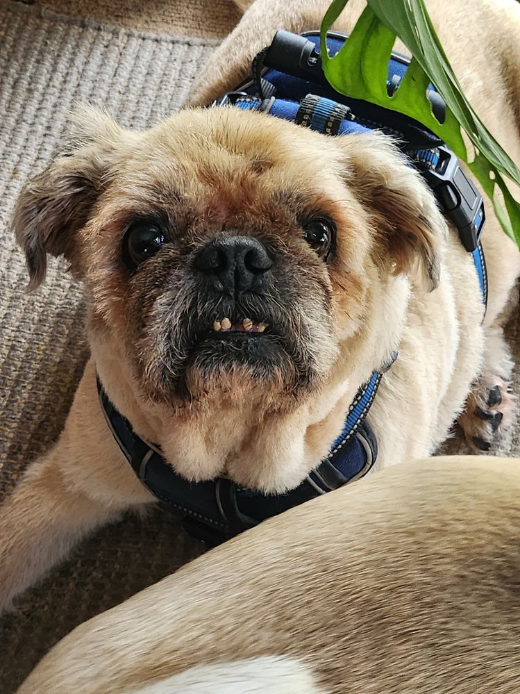 Gordon, 13 years old (Pug x Poodle)