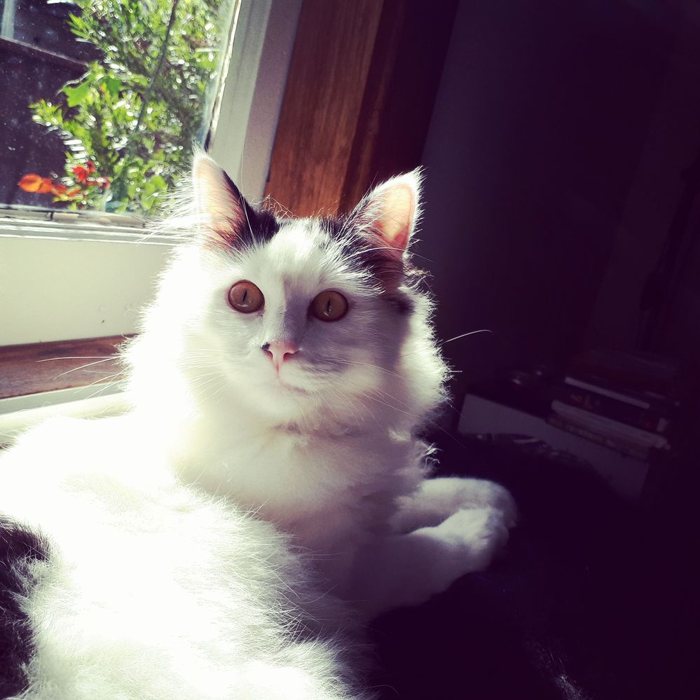 Jasper enjoying some winter sun.