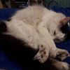 Jasper asleep but changing position